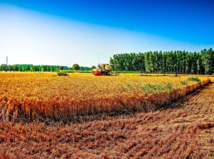 How to strengthen the comprehensive utilization of straw?