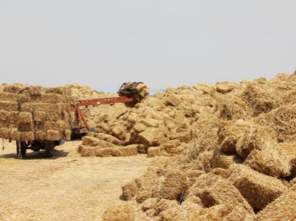 Discarded straw has nowhere to be placed. It is better to use a straw pellet machine to invest and make money