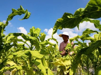 Is the cost of flue cured tobacco too high? This biomass pellet machine saves energy and environmental protection and saves costs