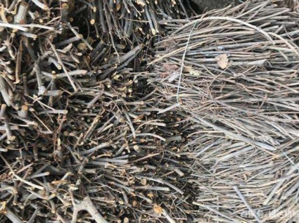 How to make used branches into fuel pellets that can replace coal?