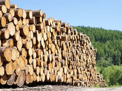 Recycling of waste wood, high economic benefits