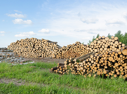 Production process of pine wood pellet fuel