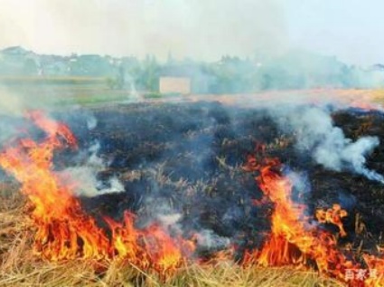 Straw burning is prohibited, so how to deal with straw in the field?