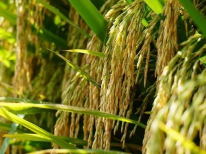 The pellet fuel produced by the rice husk pellet machine is a clean renewable energy source