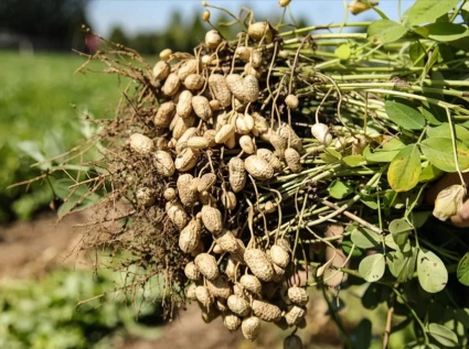 Processing biomass fuel with peanut shell pellet machine is in line with the low-carbon economy