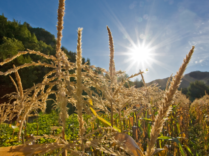 How many equipment is needed to make corn stalk pellets?