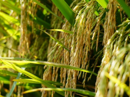 Still worried about where to go for the rice husks? Look here. The rice husk pellet machine enables you to turn waste into treasure