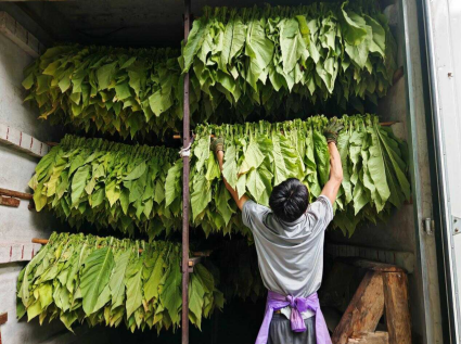 Biomass pellet fuel helps to save energy and increase efficiency in tobacco curing