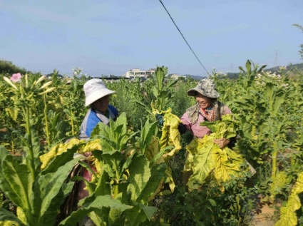 The "green baking" of tobacco stem pellets as fuel helps tobacco farmers reduce labor and increase income