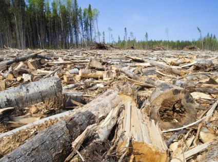 Biomass pellet machines turn agricultural and forestry waste into treasure.