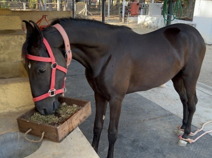 Does using a feed pellet machine for self-production and self-use of feed save costs?