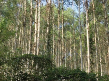 It is highly feasible to make biomass pellets from eucalyptus trees