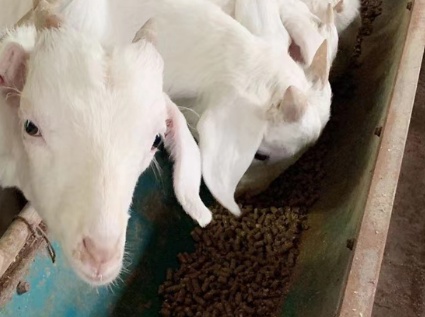 The aquaculture industry is booming. How to choose the right pellet machine to make pellet feed?
