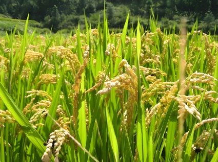 Biomass Straw Pellet Machine: Green Technology Transforming Agricultural Waste into "Clean Fuel"