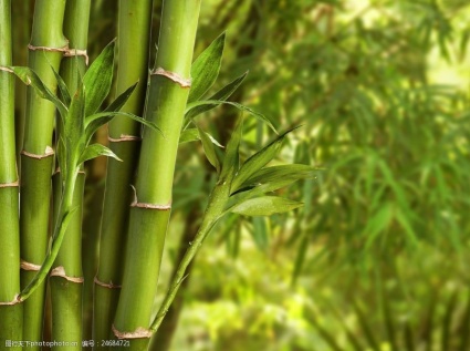 Bamboo Pellet Machine - Opening Up New Paths to Prosperity