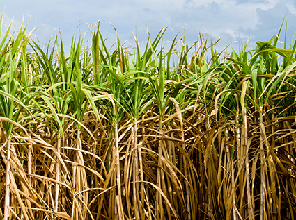 Increasing production is the top priority for straw pellet manufacturers
