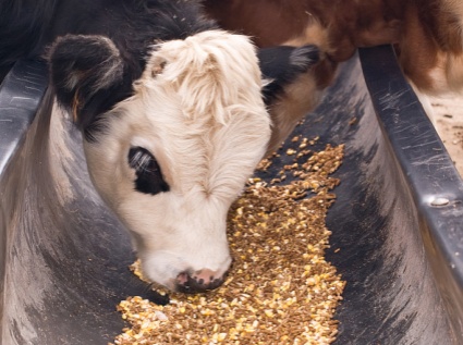 Why do cattle and sheep prefer to eat straw pellet feed?