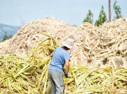 Complete Production Considerations for Sugarcane Bagasse Biomass Pellets - Raw Material Pretreatment