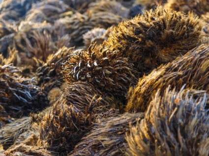Biomass pellet mills can process EFB into biomass pellet fuel.